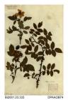 Herbarium sheet, dog-rose, Rosa canina, found on the Isle of Wight, 1845