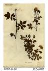 Herbarium sheet, field-rose, Rosa arvensis, found at St Helens, Isle of Wight, 1845