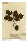 Herbarium sheet, wild service-tree, Sorbus torminalis, collected from the great tree at Quarr Copse, Binstead, Isle of Wight, 1840