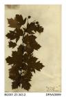 Herbarium sheet, wild service-tree, Sorbus torminalis, found at Quarr Copse, Binstead, Isle of Wight, 1840