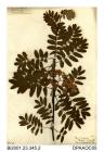 Herbarium sheet, rowan or mountain ash, Sorbus aucuparia, found in a copse by America Wood, near Shanklin, Isle of Wight, 1841