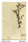 Herbarium sheet, hoary cinquefoil, Potentilla argentea, found near Christchurch, Dorset, 1850