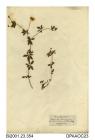 Herbarium sheet, creeping cinquefoil, Potentilla reptans, grown in a garden, from a root originally from Oxshott, Surrey, 1847