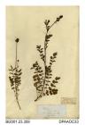 Herbarium sheet, fodder burnet, Sanguisorba minor Ssp muricata, found near Saffron Walden, Essex, 1849
