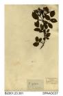 Herbarium sheet, short-styled field-rose, Rosa stylosa, found in Yorkshire