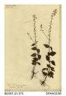 Herbarium sheet, enchanter's nightshade, Circaea lutetiana, found in a copse near Bembridge Farm, Isle of Wight, 1860