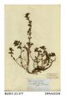 Herbarium sheet, Hampshire-purslane, Ludwigia palustris, found at Petersfield Heath, Hampshire, 1848