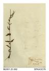 Herbarium sheet, spear-leaved willowherb, Epilobium lanceolatum, found at Stapleton, west of Bristol, Gloucestershire, 1846