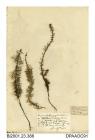 Herbarium sheet, whorled water-milfoil, Myriophyllum verticillatum, found in a ditch by the side of Redbridge Canal, about 1 mile from Romsey and Timsbury, Hampshire, 1850