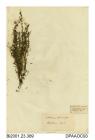 Herbarium sheet, pedunculate water-starwort, Callitriche brutia, found at Westerham, Kent
