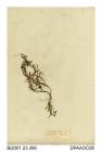 Herbarium sheet, various-leaved water-starwort, Callitriche platycarpa, found at Oaks Wood, West Pontesbury, Shropshire