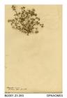 Herbarium sheet, annual knawel, Scleranthus annuus, found on St Helens Spit, Isle of Wight, 1860