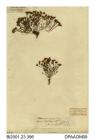 Herbarium sheet, English stonecrop, Sedum anglicum, found on Dover Spit, St Helens, Isle of Wight, 1838