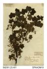 Herbarium sheet, red currant, Ribes rubrum, found at High Wood, Swainston, Calbourne, Isle of Wight, 1846
