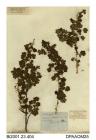 Herbarium sheet, gooseberry, Ribes uva-crispa, found between Newport and Shorwell, Isle of Wight, 1839