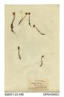 Herbarium sheet, marsh saxifrage, Saxifraga hirculus, found at Cothestone Fell, near Barnard Castle, Cothestone, Durham, County Durham, 1841