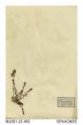 Herbarium sheet, mossy saxifrage, Saxifraga hypnoides, found on rocks about waterfalls, Corrie of Clova, Angus, Scotland, 1843