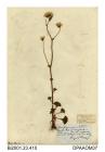 Herbarium sheet, meadow saxifrage, Saxifraga granulata, found at the top of Magdalen Hill, near Winton, East Sussex, 1849