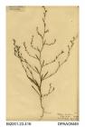 Herbarium sheet, slender hare's-ear, Bupleurum tenuissimum, found at Brading Harbour, Brading, Isle of Wight, 1839