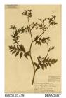 Herbarium sheet, lesser water-parsnip, Berula erecta, found in a pool on the landslip between The Sandrock Hotel and the spring, near Blackgang, Isle of Wight, 1839