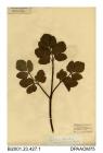 Herbarium sheet, alexanders, Smyrnium olusatrum, found near the sea, Steephill, Isle of Wight