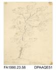 Index number 53: drawing, pencil drawing, sketch of an oak tree, The Cadenham Oak, drawn by Captain Durrant, 1810
album of watercolours/drawings of Kent, Hampshire, Sussex, Isle of Wight, Wiltshire, Essex, Suffolk and Devon, contained within paper board