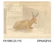 Index number 100: drawing, pencil drawing with watercolour wash, sketch of a mountain cow from Barbary, lying in a stable with manger above, drawn by Captain Durrant, June 1813
album of watercolours/drawings of Kent, Hampshire, Sussex, Isle of Wight, Wi