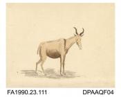Index number 102: painting, watercolour painting, sketch of a mountain cow from Barbary, painted by Captain Durrant, 1802-1813
album of watercolours/drawings of Kent, Hampshire, Sussex, Isle of Wight, Wiltshire, Essex, Suffolk and Devon, contained withi