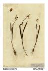 Herbarium sheet, snowdrop, Galanthus nivalis, found at Snowdrop Lane, near Gatcomb Park, Isle of Wight, 1839
