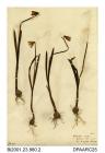 Herbarium sheet, snowdrop, Galanthus nivalis, found at Snowdrop Lane, Gatcombe, Isle of Wight, 1840