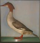 Taxidermy, bird mounted in a display case, goosander, Mergus merganser, female, shot by Edward Harris on the River Stour at Iford, Christchurch, Dorset, 1827
Edward A J Harris, born 1808, was the son of James Edward, second Earl of Malmesbury