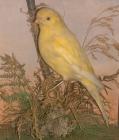 Taxidermy, bird mounted in a display case, canary, Serinus canoriol, prepared by William Chalkley, The Square, Winchester, Hampshire