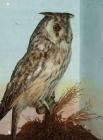Taxidermy, bird mounted in a display case, long eared owl, Asio otus