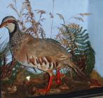 Taxidermy, bird mounted in a display case, red legged partridge, Alectoris rufa