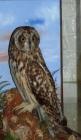 Taxidermy, bird mounted in a display case, short eared owl, Asio flammeus