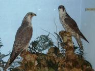 Taxidermy, bird mounted in a display case, osprey, Pandion haliaetus, male and female, shot by keepers in Dudmoor, Christchurch, Dorset, 1875
two specimens facing mounted on simulated rock, case decorated with reed etc. Background a wash from blue to or