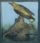 Taxidermy, birds mounted in a display case, golden oriole, Oriolus oriolus, 2 specimens, male and female