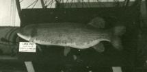 Taxidermy, fish formerly mounted in a case, pike, Esox lucius, caught in the Vyne Lake, Sherborne St John, Hampshire, prepared by Chalkley's, Winchester, Hampshire, about 1935