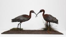 Taxidermy, birds mounted uncased, originally cased, glossy ibis, Plegadis falcinellus, 2 specimens