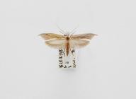 Moth, Ypsolopha mucronella (Scopoli, 1763), found at Ventnor, Isle of Wight, 28.8.1980