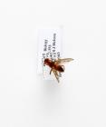 True fly, Neuroctena anilis Fallén, 1820, found at Denny Wood, Denny Lodge, New Forest, Hampshire, 9.10.2010