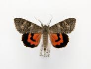 Moth, Catocala nupta (Denis & Schiffermüller), 1775, found Little London, Pamber, Hampshire, England, 22.8.1976