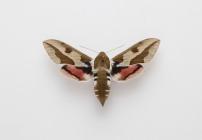 Moth, Hyles euphorbiae Linnaeus, 1758