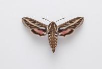 Moth, Hyles livornica Esper, 1779