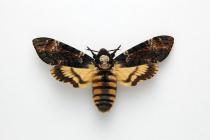 Moth, Acherontia atropos (Linnaeus, 1758), found Winchester, Hampshire, England, 10.10.1983