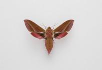 Moth, Deilephila elpenor Linnaeus, 1758, found Crawley, Hampshire, England, 6.1985