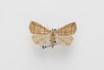 Moth, Herminia grisealis (Denis & Schiffermüller), 1775, found Crawley, Hampshire, England, 10.5.1986