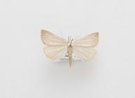 Moth, Macrochilo cribrumalis Hübner, 1793, found Walsea Island, Essex, England, 28.6.2001