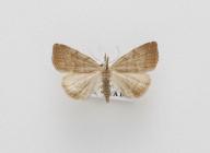 Moth, Pechipogo strigilata Linnaeus, 1758, found Harewood Forest, Longparish, Hampshire, England, 4.1998