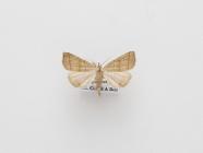 Moth, Herminia tarsicrinalis Knoch, 1782, found Thorpeness, Suffolk, England, 7.7.2001